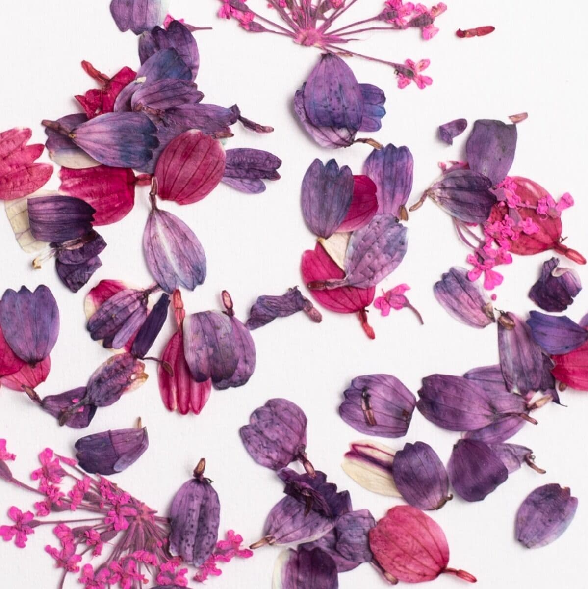 Gros plan sur les pétales violets Flower Flakes Wild Orchid de Semilac, parfaits pour les incrustations raffinées.